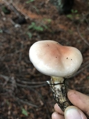 Gomphidius subroseus