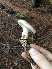 Gomphidius subroseus