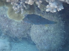 Canthigaster papua