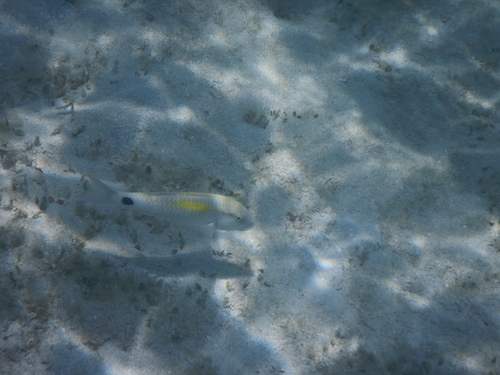 Parupeneus indicus