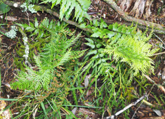 Asplenium appendiculatum