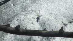 Sceloporus couchii
