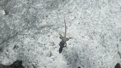 Sceloporus couchii