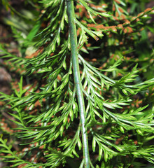 Asplenium appendiculatum