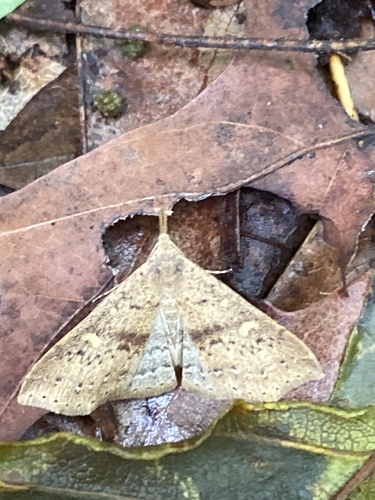 Dotted Renia Moth photo 3