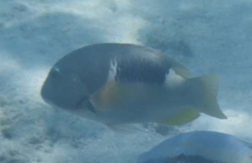 Choerodon anchorago