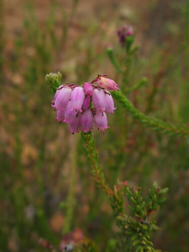 Image of Erica andevalensis by no rights reserved