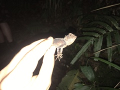 Acanthosaura lepidogaster