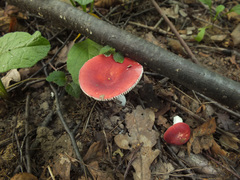 Russula silvestris