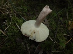Russula graveolens