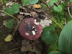 Russula graveolens