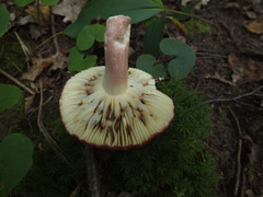 Russula graveolens