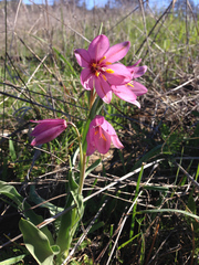 Fritillaria pluriflora