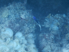 Chrysiptera rollandi