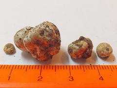 Hymenogaster arenarius