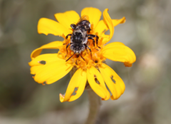 Isepeolus luctuosus