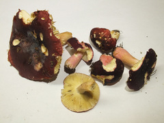 Russula graveolens