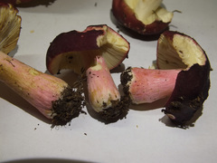 Russula graveolens
