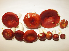 Russula silvestris