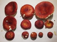 Russula silvestris