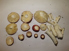 Russula silvestris