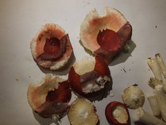Russula silvestris