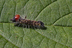 Acronicta radcliffei