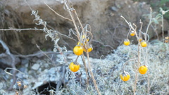 Solanum elaeagnifolium