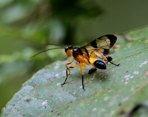 Genus Joppa · iNaturalist
