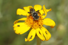 Isepeolus luctuosus