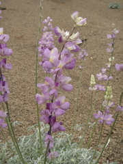 Lupinus formosus