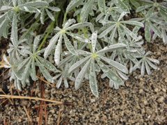 Lupinus formosus