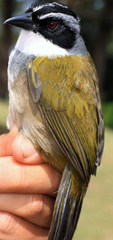 Perija Brush-Finch photo 3