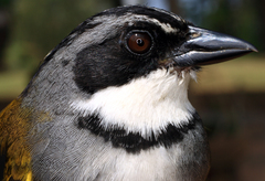 Perija Brush-Finch photo 2