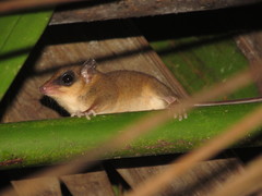Marmosa robinsoni