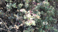 Brickellia veronicifolia