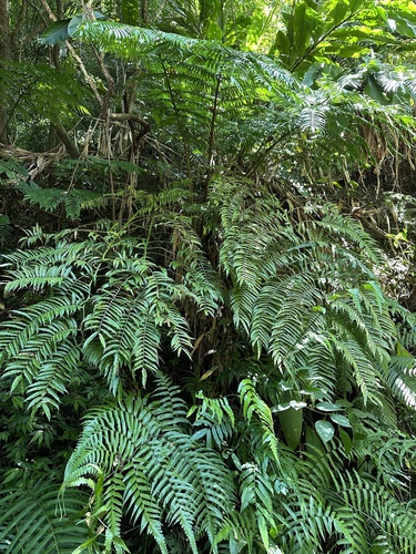Angiopteris lygodiifolia (Angiopteris lygodiifolia)