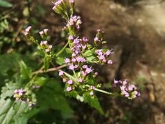 Fleischmannia porphyranthema