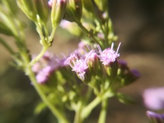 Fleischmannia porphyranthema