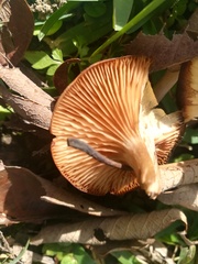 Desarmillaria caespitosa image