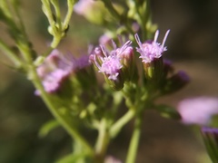 Fleischmannia porphyranthema