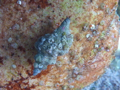 Muricoidea