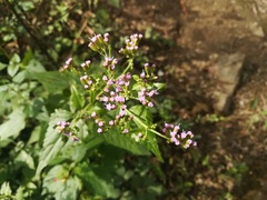 Fleischmannia porphyranthema