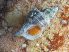 Muricoidea