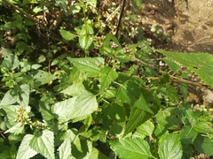 Fleischmannia porphyranthema