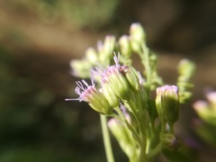 Fleischmannia porphyranthema