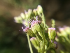 Fleischmannia porphyranthema