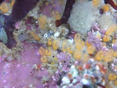 Pycnoclavella stanleyi