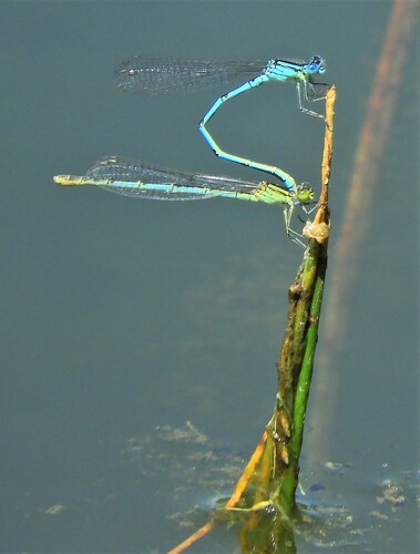 Goblet-marked Damselfly, 5453 Langenboom, Nederland, photo 4 of 10