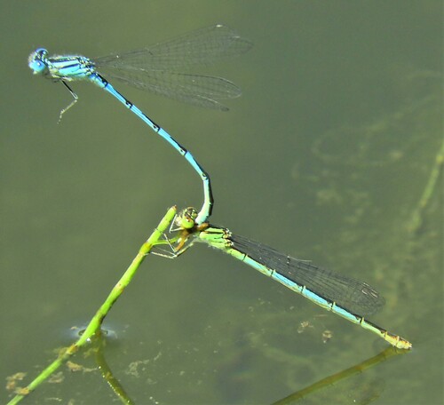 Goblet-marked Damselfly, 5453 Langenboom, Nederland, photo 5 of 10